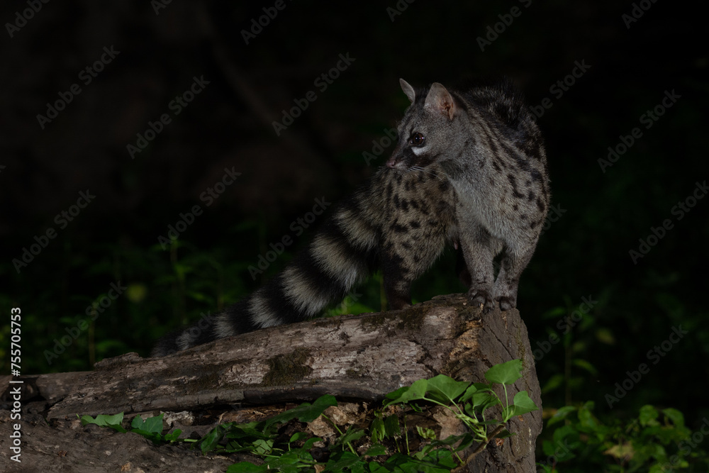 Fototapeta premium Genetta genetta