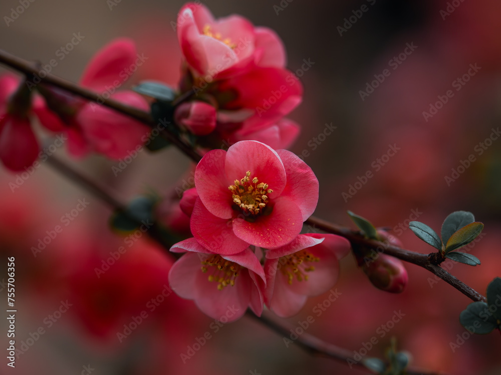 Obraz premium Chaenomeles branch in blossom. Chaenomeles japonica. Flower of Maule quince