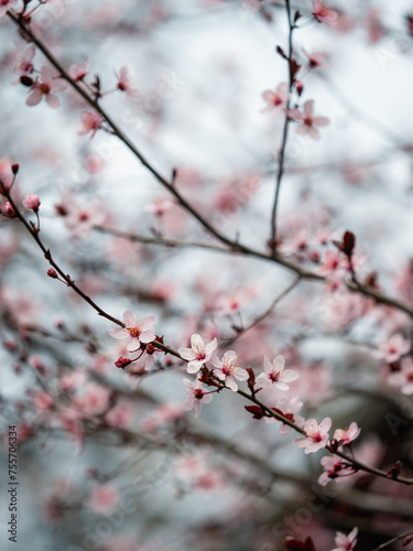 blossom in spring © Marian