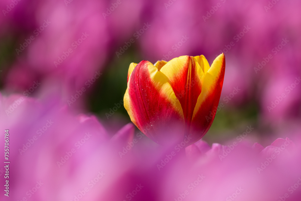 A single yellow red tulip grows in a field full with pink tulips in the Netherlands during spring.