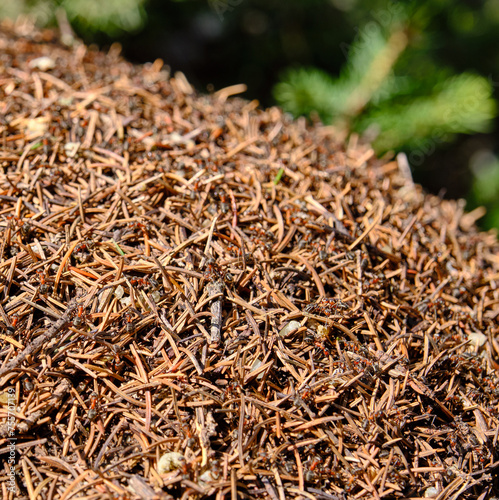 Close up view of an anthill in a coniferous forest