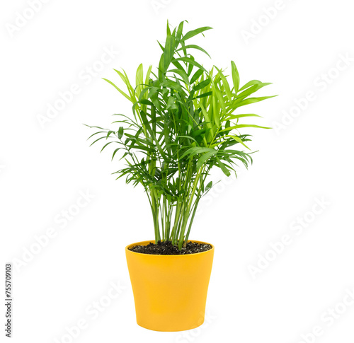 Isolated small young parlour palm with green leaves in yellow pot. Isolated plants in pots for interior