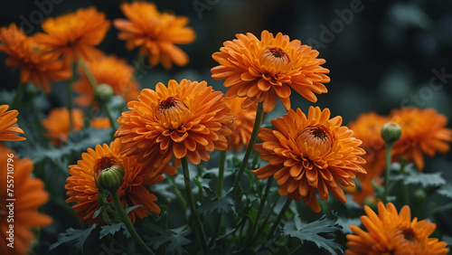 orange flowers in the garden © Gergis