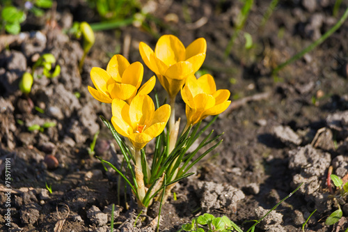 Krokus im Fr  hling  Blume  Leipzig  Sachsen  Deutschland