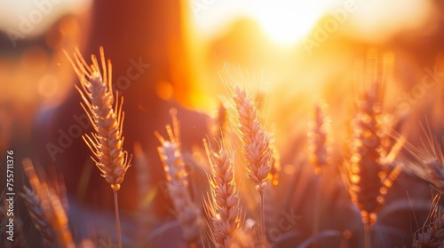 Wheat ears in field with sunset glow in background centered professional