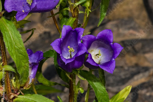 Fototapeta Naklejka Na Ścianę i Meble -  Purple flower Bellflower grows in the garden