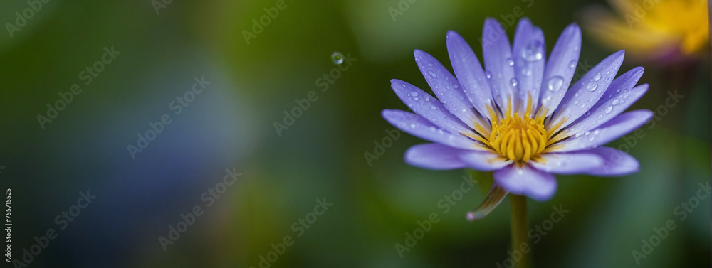 Fototapeta premium Close-Up of Purple Flower With Water Droplets