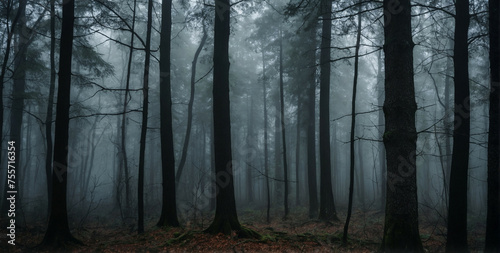 A Foggy Forest Panorama on a Gloomy Day