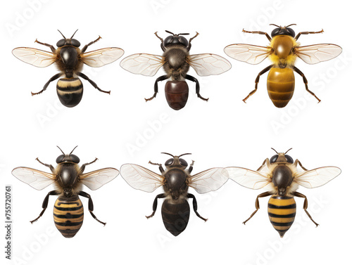 horse fly collection set isolated on transparent background, transparency image, removed background © transparentfritz