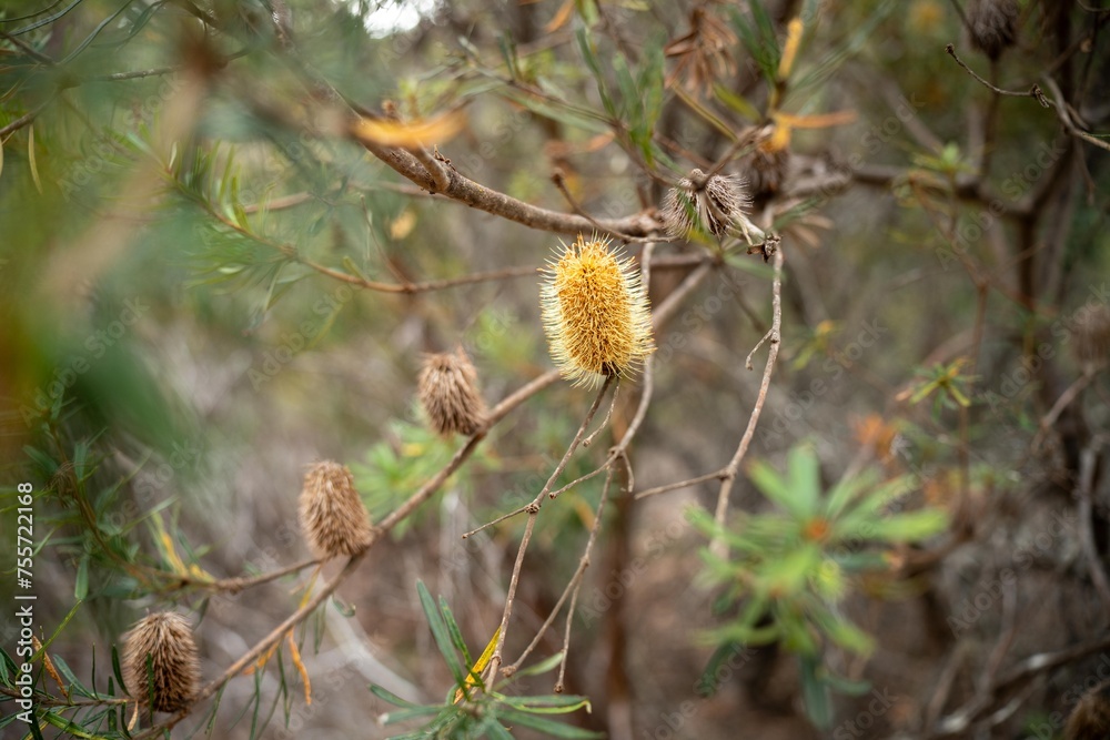 beautiful gum Trees and shrubs in the Australian bush forest. Gumtrees and native plants growing in Australia in spring beautiful gum Trees and shrubs in the Australian bush forest. Gumtrees and native plants growing in Australia in spring