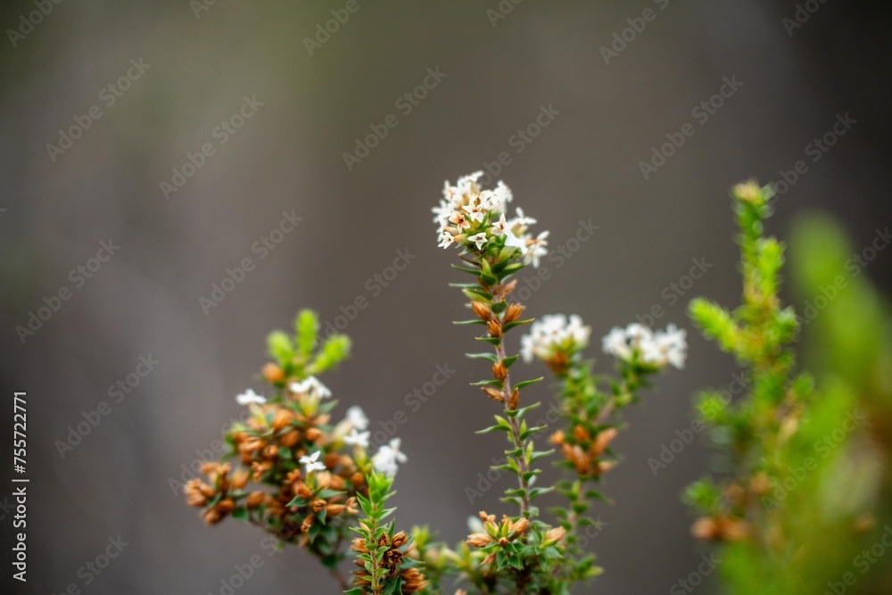 beautiful gum Trees and shrubs in the Australian bush forest. Gumtrees and native plants growing in Australia in spring beautiful gum Trees and shrubs in the Australian bush forest. Gumtrees and native plants growing in Australia in spring