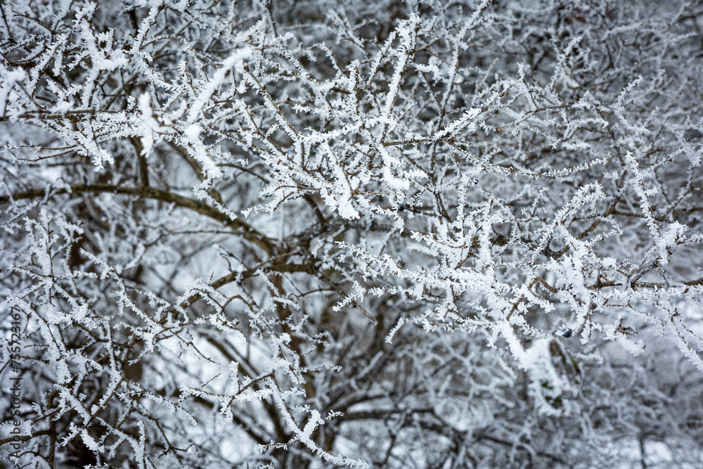 branches of a tree branches of a tree