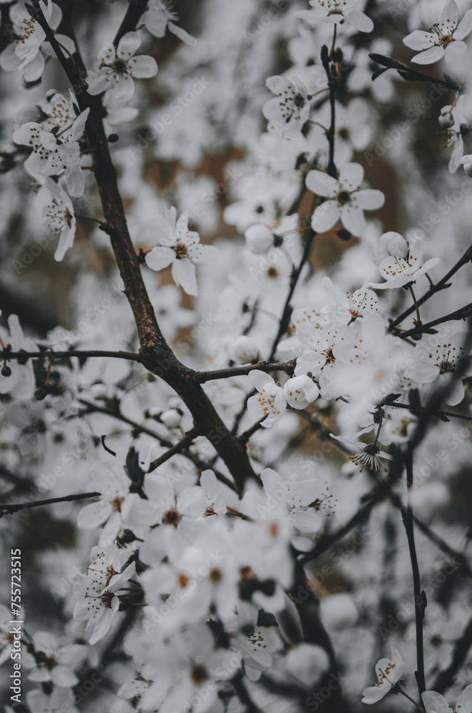 Spring Blossoms Unveiled Spring Blossoms Unveiled