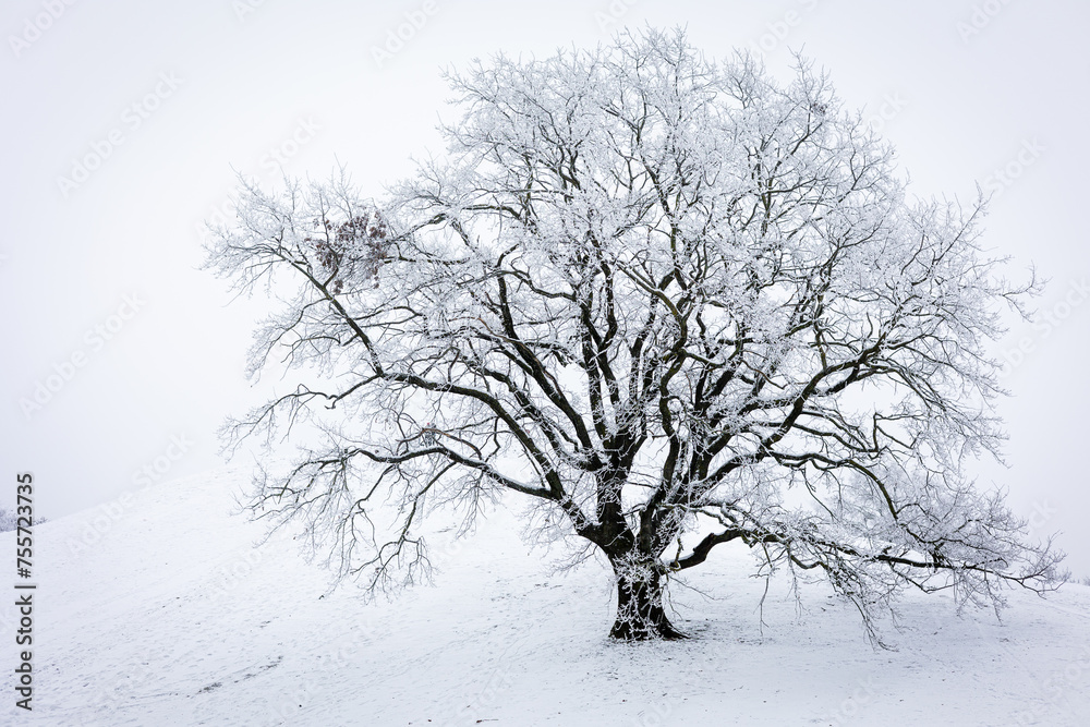 Fototapeta premium tree in winter
