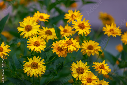 Rudbeckia in the garden.