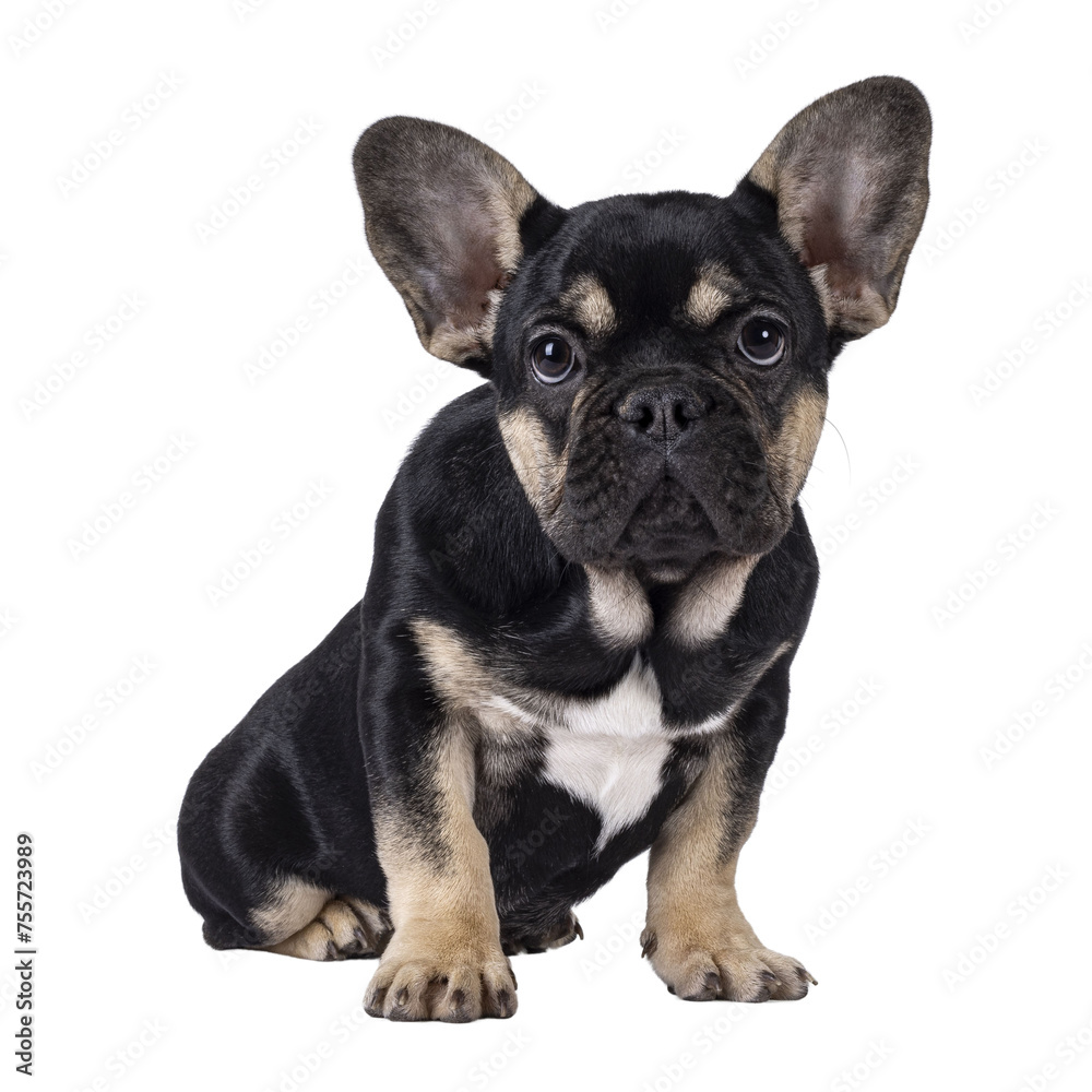 Cute black with brown french Bulldog dog puppy, sitting and leaning facing front. Looking towards camera. Isolated cutout on a transparent background.