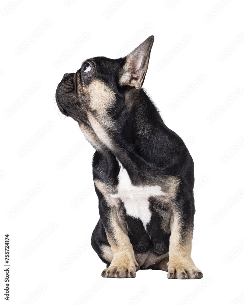 Cute black with brown french Bulldog dog puppy, sitting facing front. Looking side ways away from camera showing profile with healthy nose. Isolated cutout on a transparent background.
