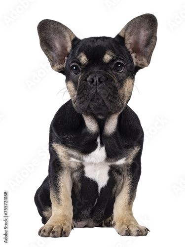 Cute black with brown french Bulldog dog puppy  sitting facing front. Looking towards camera. Isolated cutout on a transparent background.