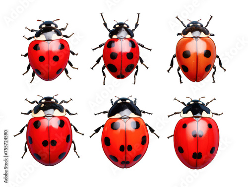 ladybug collection set isolated on transparent background, transparency image, removed background