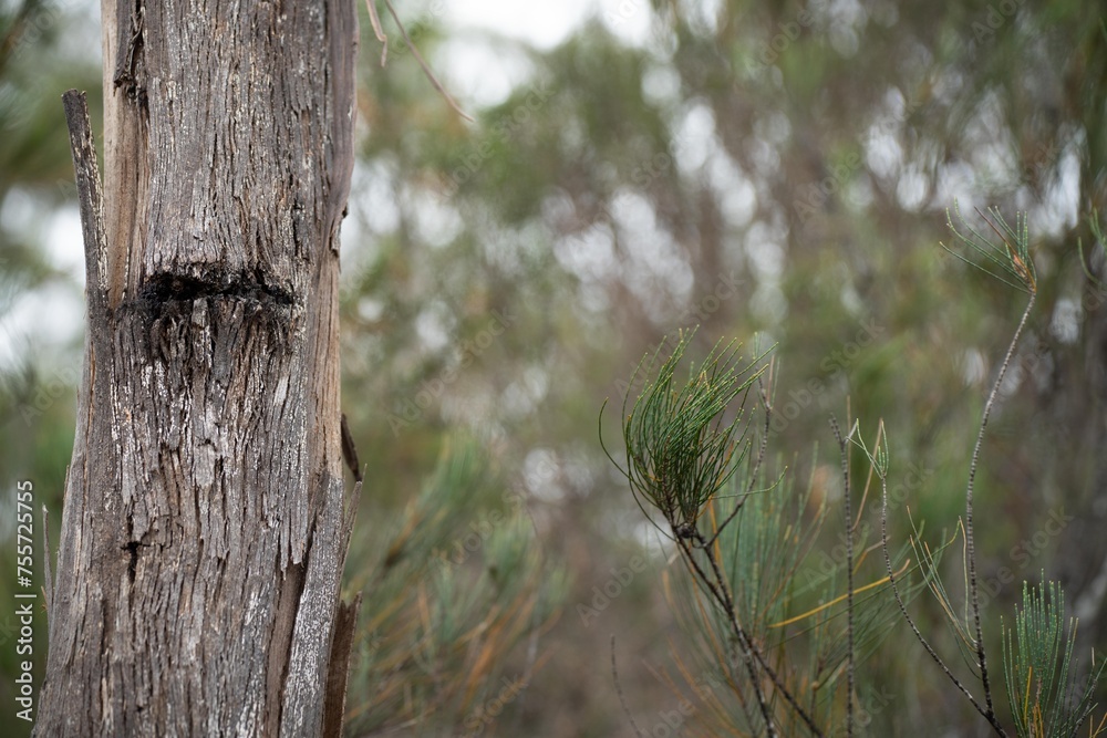 beautiful gum Trees and shrubs in the Australian bush forest. Gumtrees and native plants growing in Australia in spring beautiful gum Trees and shrubs in the Australian bush forest. Gumtrees and native plants growing in Australia in spring