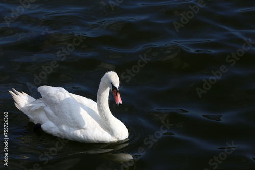 White swan in the blue lake