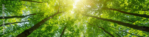 A forest with trees in the foreground and background