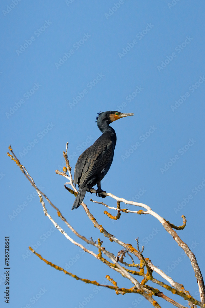 Ein Kormoran auf einem dürren Ast beobachtet das Wasser in der Umgebung Ein Kormoran auf einem dürren Ast beobachtet das Wasser in der Umgebung