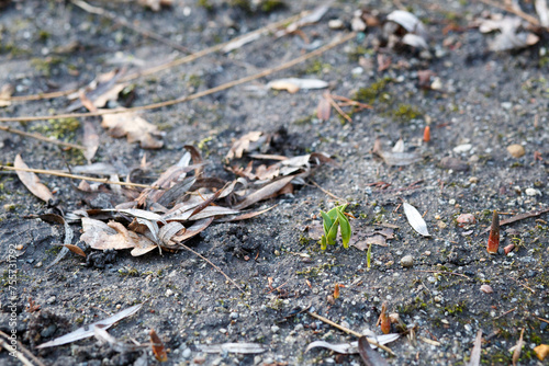 young tulip sprouts emerge from the ground in early spring
