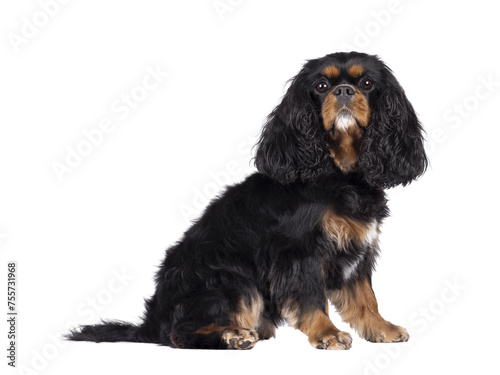 Pretty Cavalier King Charles Spaniel dog, sitting up side ways. Looking proud towards camera. Isolated cutout on a transparent background.