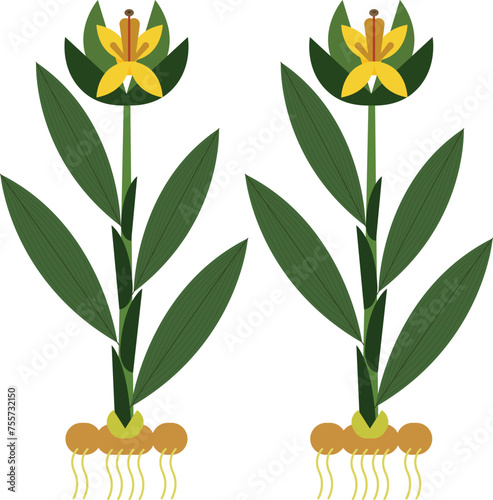 Ginger Zingiber officinale leaf flower