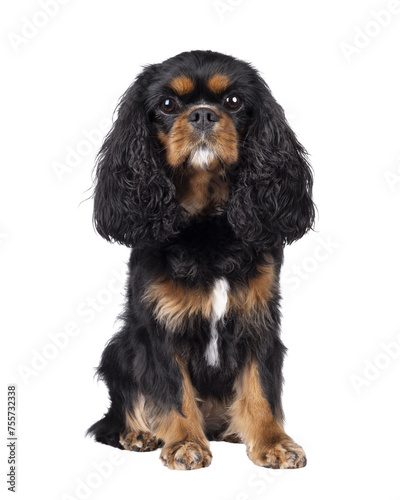 Pretty Cavalier King Charles Spaniel dog, sitting up facing front. Looking towards camera. Isolated cutout on a transparent background.