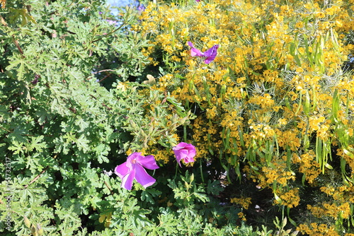 Blue Hibiscus (Alyogyne huegelii) and Feathery Cassia (Senna Artemisioides ) planted together to form a beautiful multicolor blooming hedge in spring