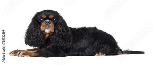 Canvas-taulu Pretty Cavalier King Charles Spaniel dog, laying down side ways