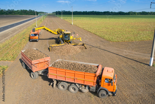  Machine loads of sugar beet into truck after hasvest at sunny day, photo