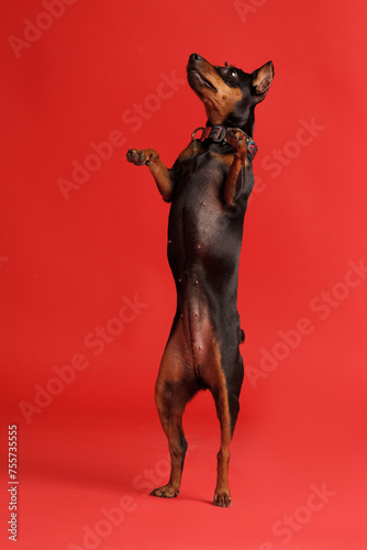 A miniature pinscher stands on its hind legs on a red background  a mini doberman.