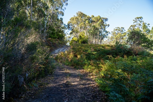 bush gravel road trail in the forest, sandy off road track in the outback