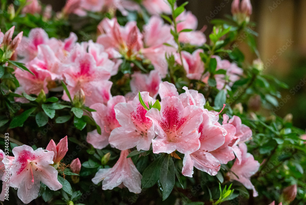 Fototapeta premium Azalea