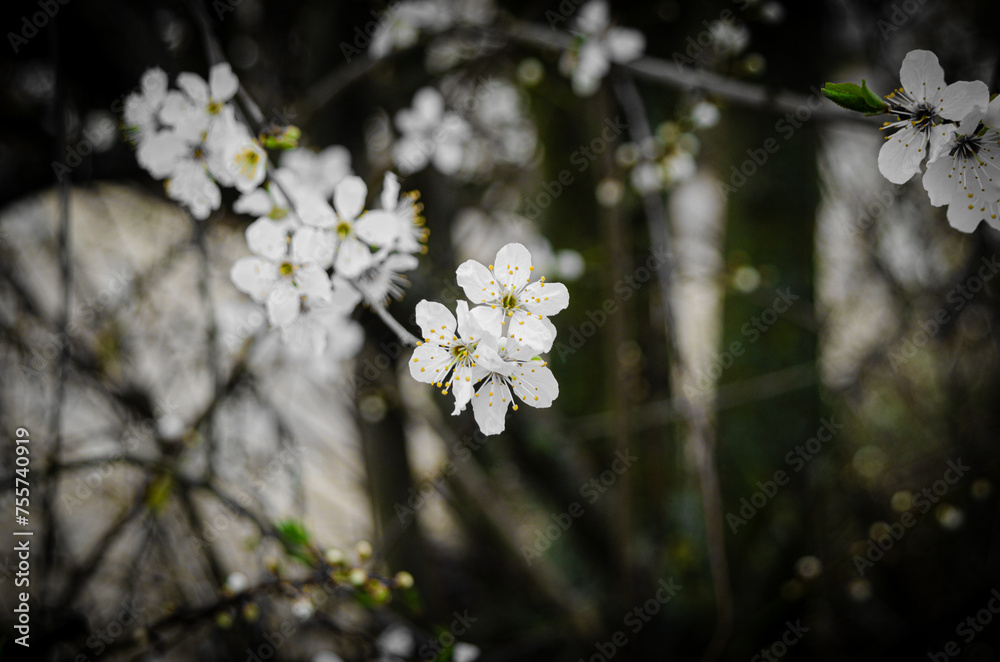 Spring Blossoms Unveiled Spring Blossoms Unveiled