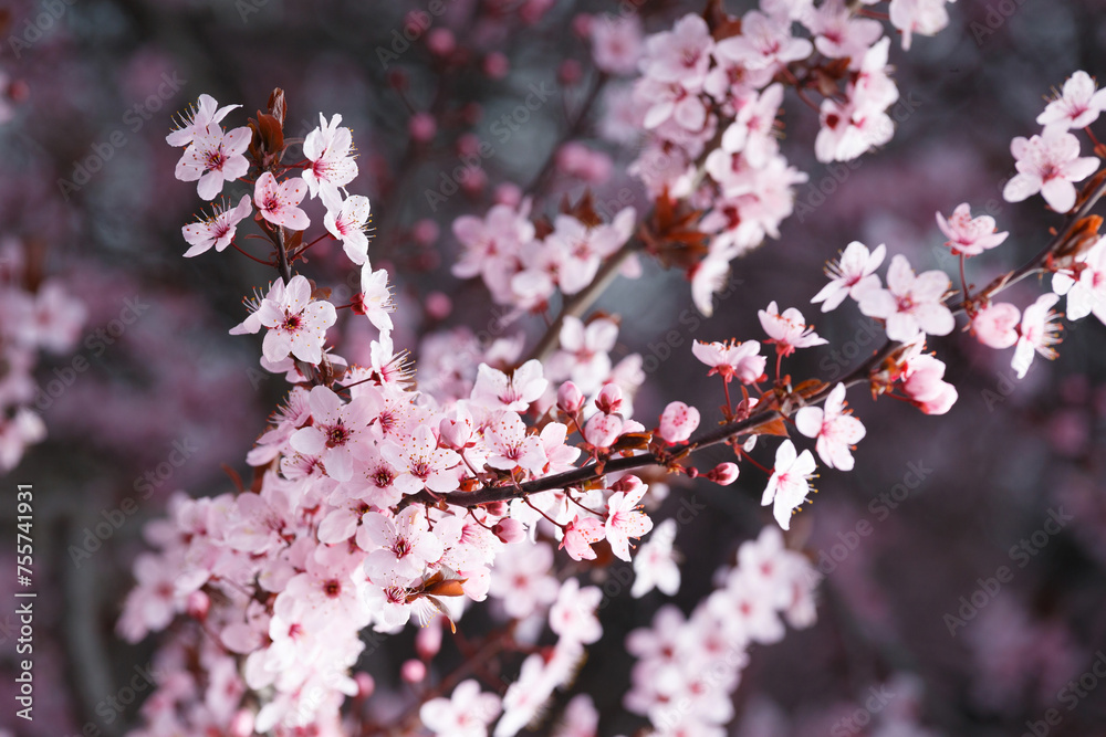 Branches of ornamental Pissardi plum blossoming with pink flowers, spring floral background. Branches of ornamental Pissardi plum blossoming with pink flowers, spring floral background.