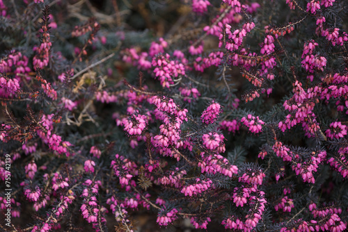 Evergreen heather blooms with purple flowers in winter. Erica herbaceous. Floral background.