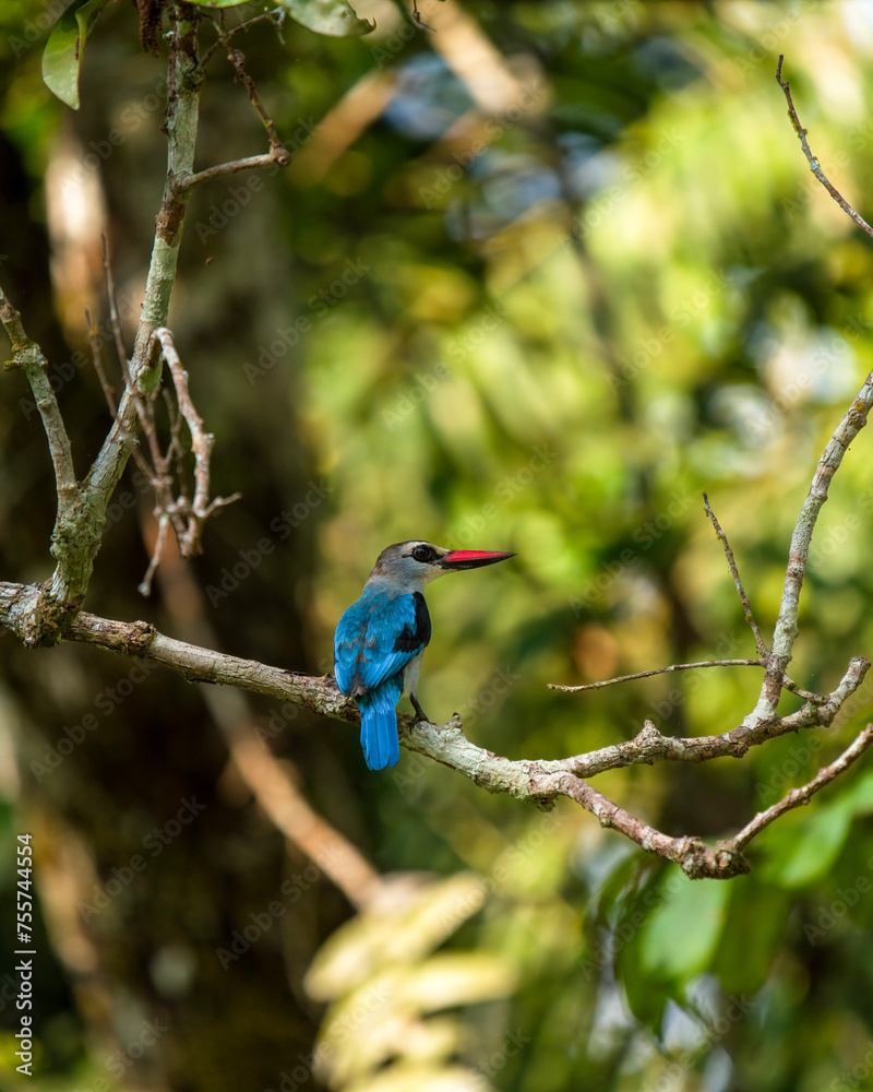 Fototapeta premium Mangrove kingfisher, Halcyon senegaloides, in Dzanga-Sangha Special Reserve of Central African Republic