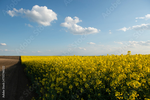 Yellow rapeseed field. Sunlight illuminates yellow canola. Agricultural area.