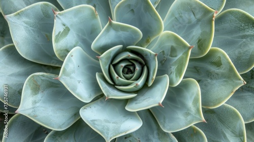 Detailed close-up of a succulent plant showing its symmetrical pattern, with a focus on texture and natural beauty.