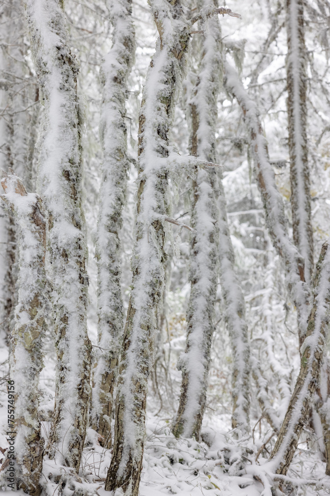 A snowy forest with branches covered in snow