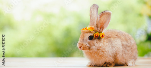 cute animal pet rabbit or b...
