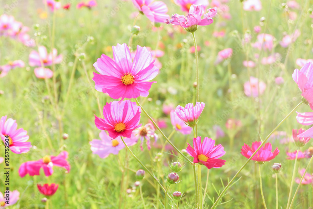 Pink cosmos flowers full blooming in summer garden,Field of cosmos flower on blue sky background,Selective focus.