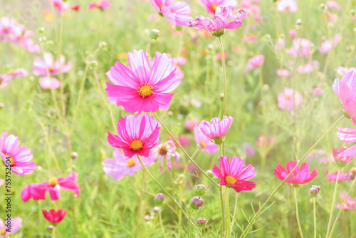 Pink cosmos flowers full blooming in summer garden Field of cosmos flower on blue sky background Selective focus.