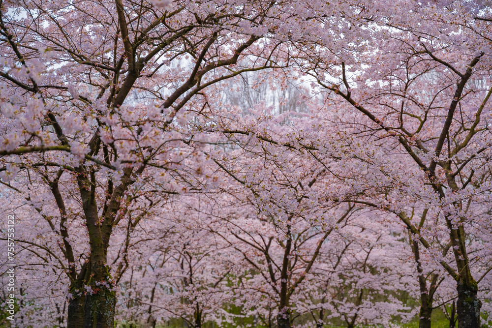 Pink japanese cherry blossom garden in Amsterdam in full bloom. The Bloesempark, Amstelveen, North Holland, The Netherlands. Expansive park famed for its spring cherry blossoms Pink japanese cherry blossom garden in Amsterdam in full bloom. The Bloesempark, Amstelveen, North Holland, The Netherlands. Expansive park famed for its spring cherry blossoms