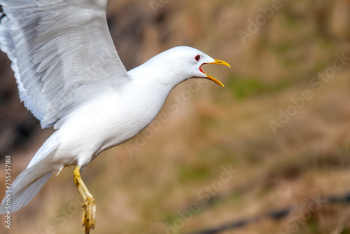 Herring Gull in Alaska, Abundant Near Coaastlines and Water