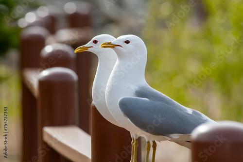 Herring Gulls in Alaska, Abundant Near Coaastlines and Water